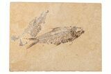 Two Detailed Fossil Fish (Knightia) - Wyoming #204505-1